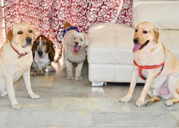 Understanding Home Based Pet Sitting