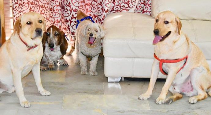 Understanding Home Based Pet Sitting