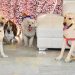 Understanding Home Based Pet Sitting