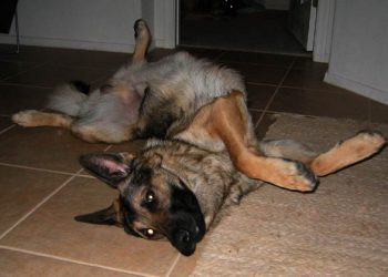 What To Anticipate Whenever Your Pet Dies