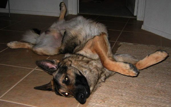 What To Anticipate Whenever Your Pet Dies