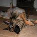What To Anticipate Whenever Your Pet Dies