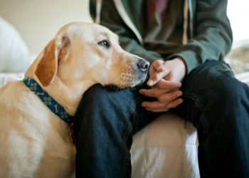 The significance of Understanding How a Pet Is Feeling