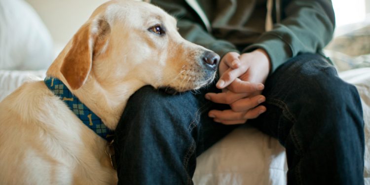 The significance of Understanding How a Pet Is Feeling