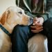 The significance of Understanding How a Pet Is Feeling