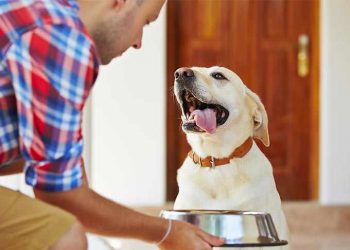 Establish the best Pet Diet Regime and stop Pet Weight problems
