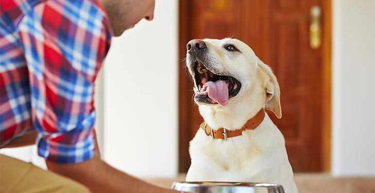 Establish the best Pet Diet Regime and stop Pet Weight problems