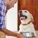 Establish the best Pet Diet Regime and stop Pet Weight problems