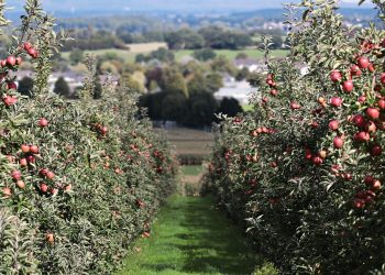 Delightful Apple Trees to Buy