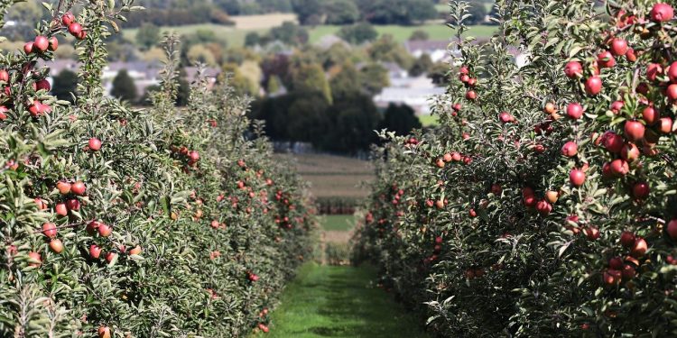 Delightful Apple Trees to Buy