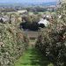 Delightful Apple Trees to Buy