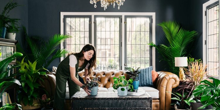Elevate Your Home with the Perfect Plants: A Room-by-Room Guide