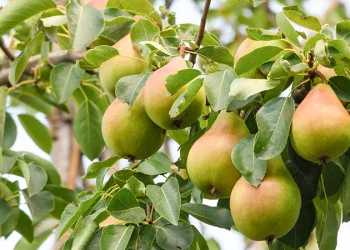 Three Pear Types to Buy That Start Fruiting Extra Early