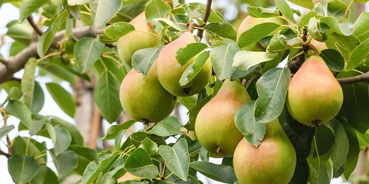 Three Pear Types to Buy That Start Fruiting Extra Early