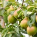 Three Pear Types to Buy That Start Fruiting Extra Early