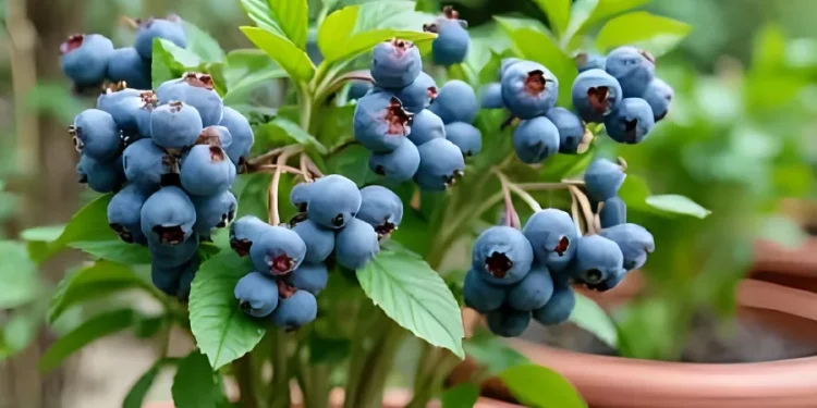 UK Orchard Growers Explain: Top 4 Blueberries for Pots