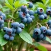 UK Orchard Growers Explain: Top 4 Blueberries for Pots