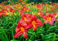 What to Know Before You Buy Hemerocallis Plants for Mixed Flower Borders