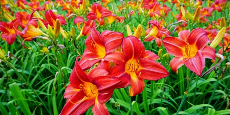 What to Know Before You Buy Hemerocallis Plants for Mixed Flower Borders