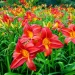 What to Know Before You Buy Hemerocallis Plants for Mixed Flower Borders